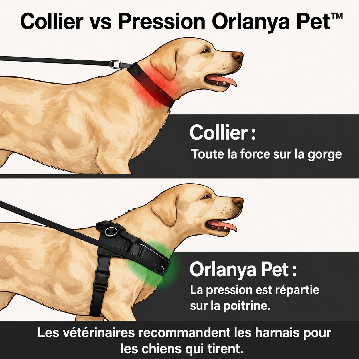 Harnais anti-traction Orlanya Pet™